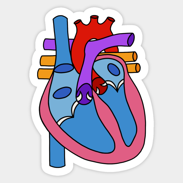 A picture of a heart with labels